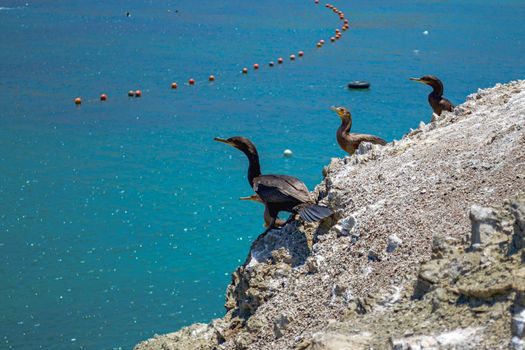Black cormorants (Phalacrocorax carbo) perched on the rocks by the sea of Antofagasta, Chile