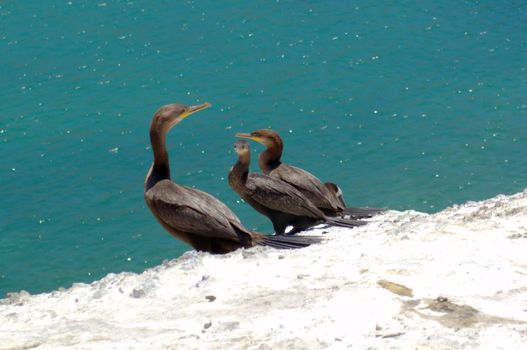 Black cormorants perched on the rocks in Juan Lopez, Antofagasta, Chlie.