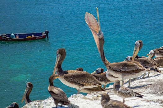 Pelicans perched on the rocks in the beach of  Antofagasta, Chile