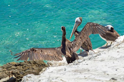 Pelican stretching its wings in the shores of Antofagasta, Chile