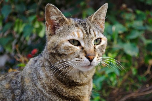 Portrait of a gorgeous tabby cat