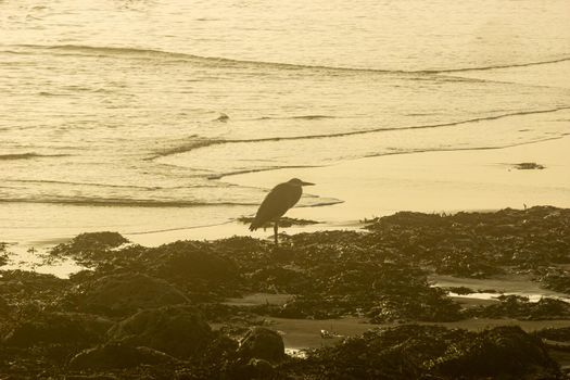 Sunrise light diffused by fog on the beach