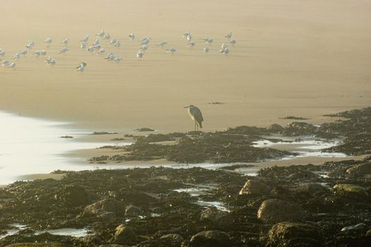 Sunrise light diffused by fog on the beach