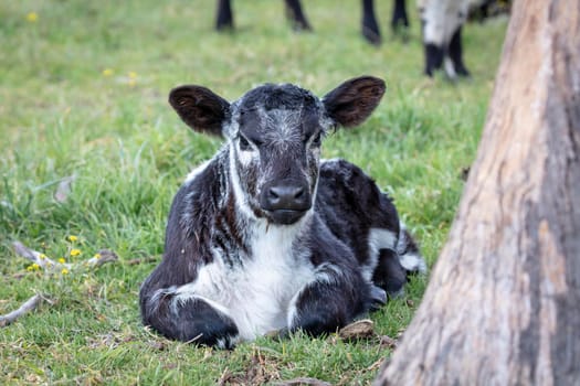 A black and white calf sitting on the ground in a green pasture staring directly ahead in regional Australia