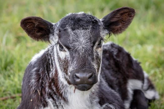 A black and white calf sitting on the ground in a green pasture staring directly ahead in regional Australia