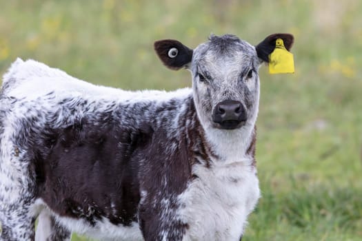 A black and white cow standing in a green pasture in regional Australia