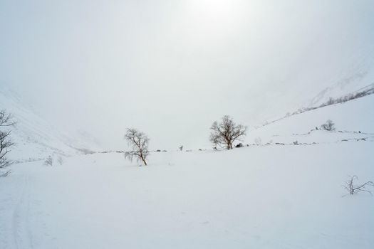 Baikal mountains in winter in snow. Forest in snow-covered mountains.