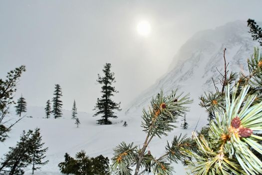 Baikal mountains in winter in snow. Forest in snow-covered mountains.