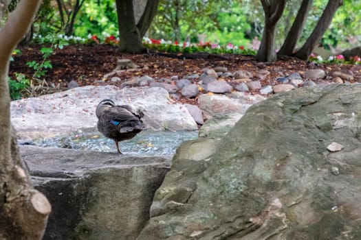 A black duck standing near a pond and trees in a large garden