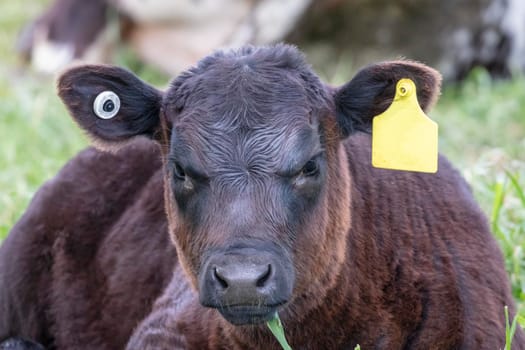 A brown calf sitting on the ground in a green pasture staring directly ahead in regional Australia