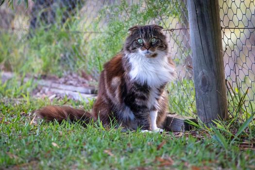 A brown and white cat sitting under a tree near a fence