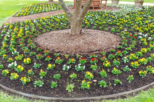 A colourful arrangement of flowers around the base of a large tree with pots and park benches