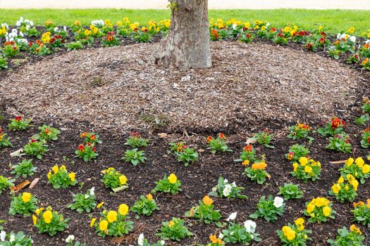 A colourful arrangement of flowers around the base of a large tree with pots and park benches