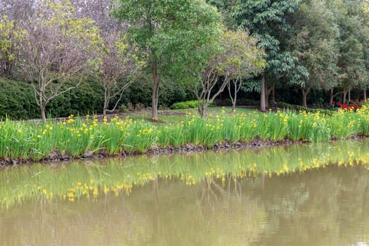 A colourful arrangement of flowers and plants on a pond