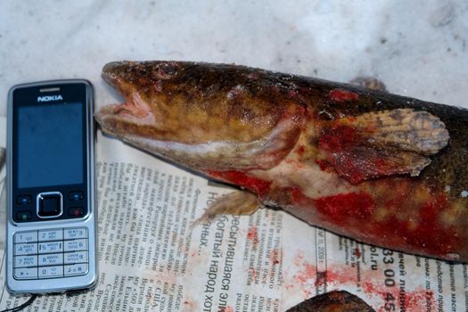 Tankhoy, Russia - January 20, 2019: Frozen fish from baikal and phone nokia on the newspaper.