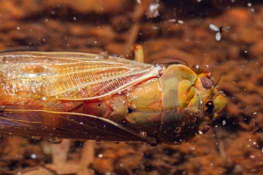 Close up view of a dead Cicada floating in water outdoors in the sunshine after mating season