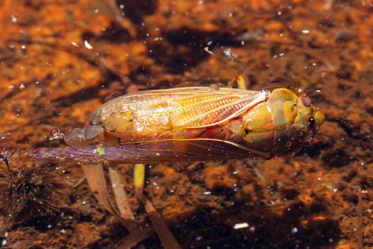 Close up view of a dead Cicada floating in water outdoors in the sunshine after mating season