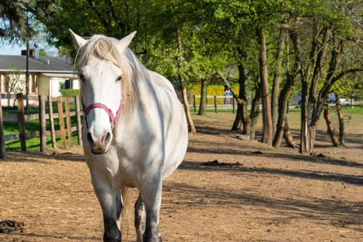 Selective focus shot of a horse grazing in the pasture