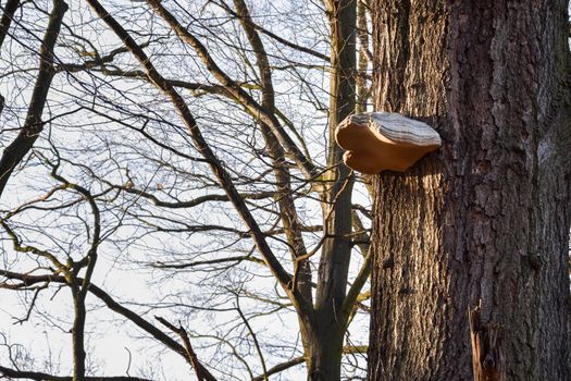 Closeup shot of a mushroom on a tree