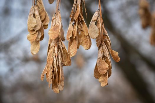 Selective focus shot of dried maple seeds