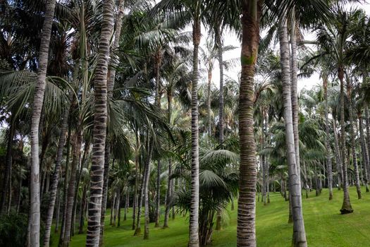Beautiful shot of a forest of tropical palm trees