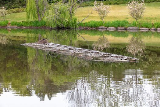 A waterfowl nesting on a portable fireworks pontoon floating on a lake in a large public garden