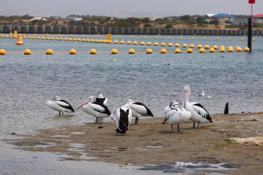 A flock of pelicans sitting on the side of a large estuary near the mouth of the River Murray in Goolwa