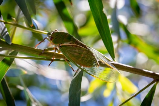 A green male Cicada making a noise to attract a female during mating season while walking on a tree branch in a forest in The Blue Mountains in New South Wales in Australia