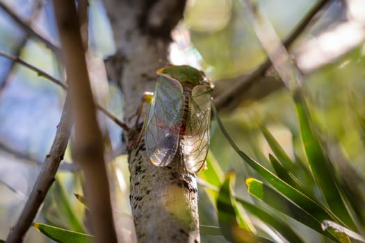 A green male Cicada making a noise to attract a female during mating season while walking on a tree branch in a forest in The Blue Mountains in New South Wales in Australia