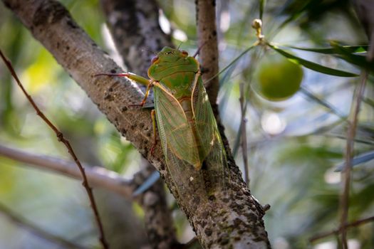 A green male Cicada making a noise to attract a female during mating season while walking on a tree branch in a forest in The Blue Mountains in New South Wales in Australia