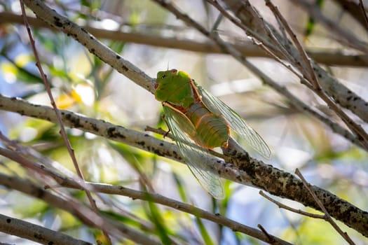 A green male Cicada making a noise to attract a female during mating season while walking on a tree branch in a forest in The Blue Mountains in New South Wales in Australia