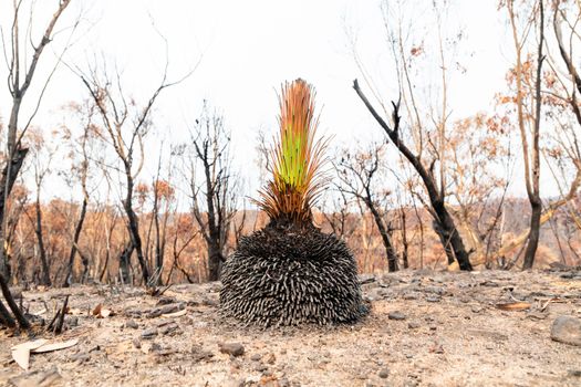 A green plant amongst severely burnt Eucalyptus trees after a bushfire in The Blue Mountains