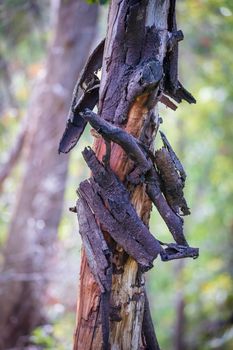 The bark on a gum tree burnt by bushfire in The Blue Mountains in regional New South Wales in Australia