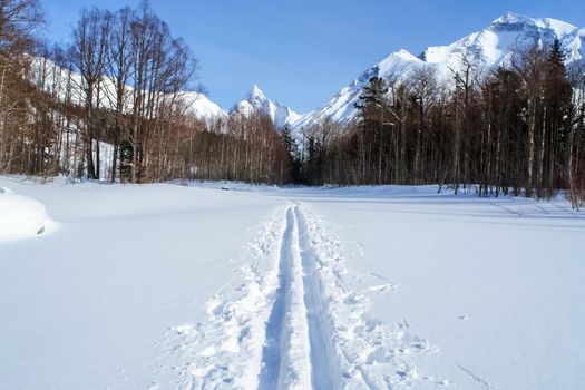 Ski track in the woods. In the woods on skis.