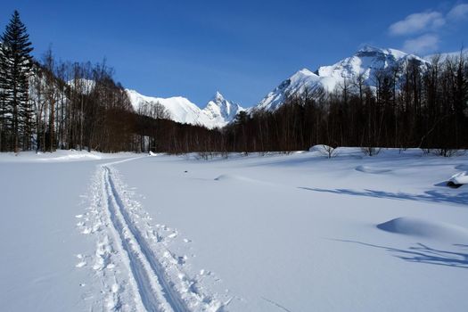 Ski track in the woods. In the woods on skis.