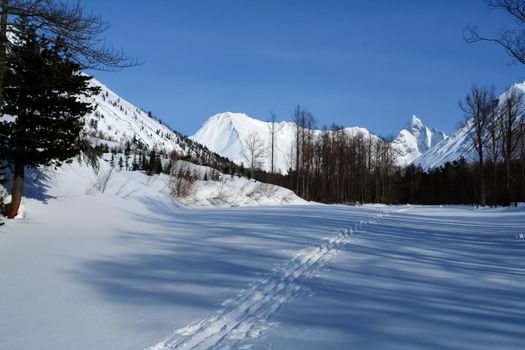 Ski track in the woods. In the woods on skis.