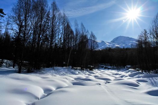 Ski track in the woods. In the woods on skis.