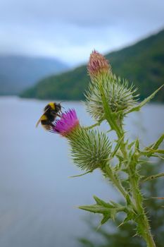 Bumblebee eating nectar from a flowering thistle in Nahuel Huapi national park, Argentinian Patagonia.