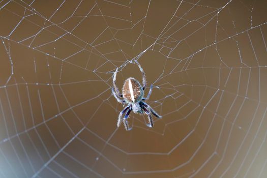 A large brown spider walking around a spider web in a garden in the early morning