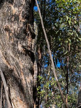 A large Goanna climbing a tree in the Australian outback