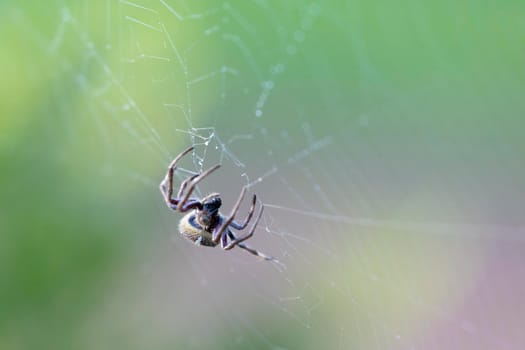 A large brown spider walking around a spider web in a garden in the early morning