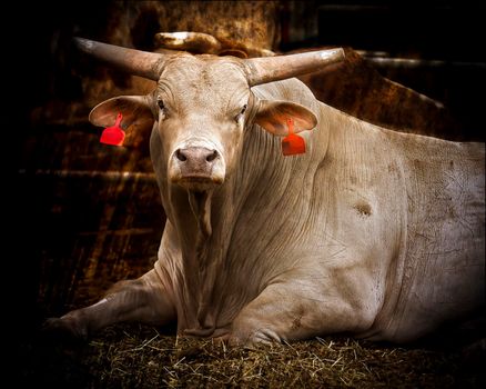 A large light brown bull with long horns resting in a pen with other bulls