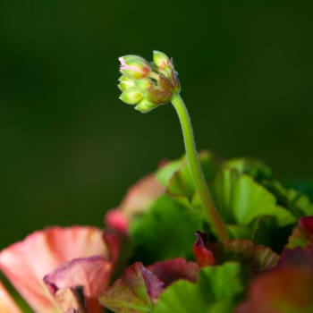 A pink flower bud about to blossom on a green stem.