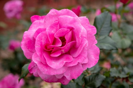 A pink rose in full bloom surrounded by green leaves in a garden