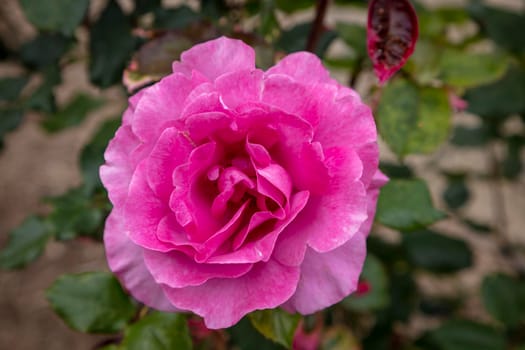 A pink rose in full bloom surrounded by green leaves in a garden