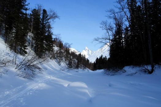 Taiga in the snow on baikal. Forest in winter
