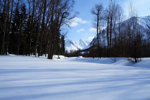 Taiga in the snow on baikal. Forest in winter