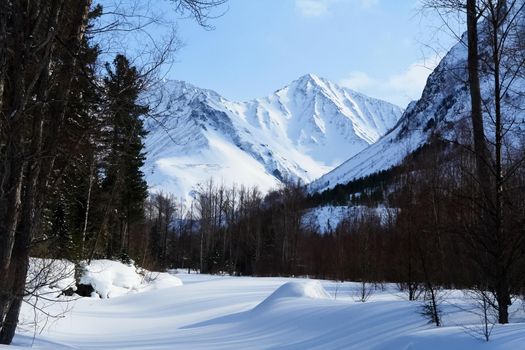 Taiga in the snow on baikal. Forest in winter