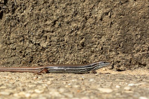 A small brown lizard standing in the sunshine in The Blue Mountains in regional New South Wales in Australia