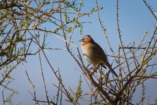 Andean Sparrow (Zonotrichia capensis) spotted in Villavicencio Natural Reserve, in Mendoza, Argentina.